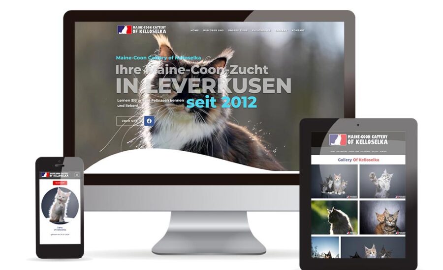 Maine Coon Cattery of Kelloselka